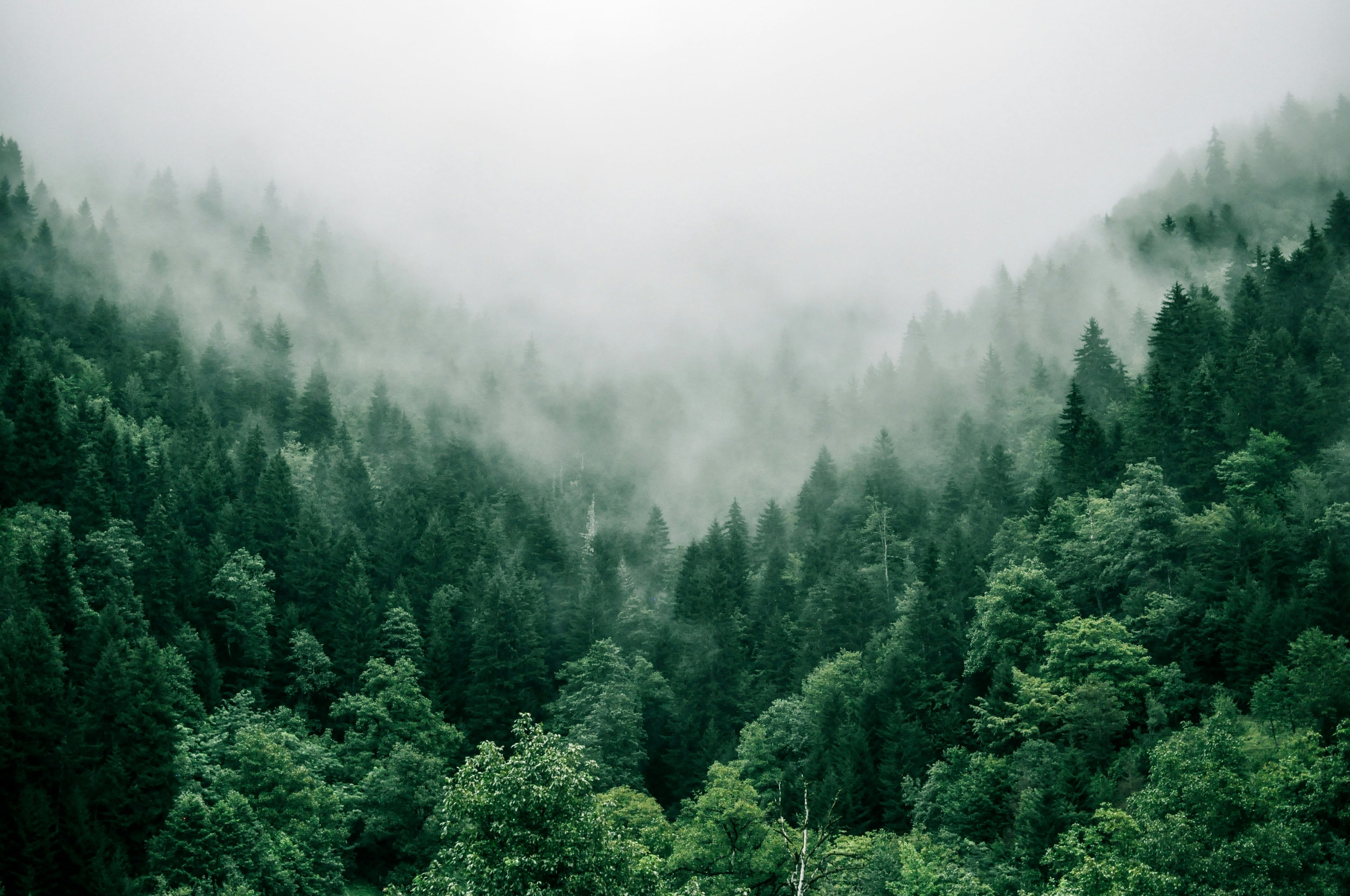 Misty evergreen forest canopy fading into thick white fog
